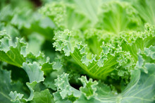 Close Up Top View Of Kale Cabbage Leaves. Vegetables Healthy Food Background.Purple - Green Cabbage - Top View