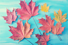 Autumn Maple Leaves Red And Yellow On A Blue Wooden Background