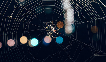 spider bokeh