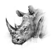 Face Painted Rhinoceros Animal On White Background