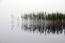 Reeds Bed And Fog, In Water