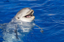 Portrait Of A Bottlenose Dolphin