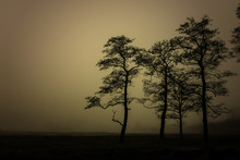 The Dark Trees At The Forest Edge And Meadow. Sepia Dark Background: Forest In The Mist