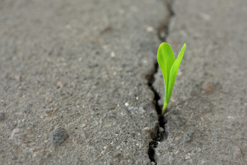 Poster - Young green sprout growing from crack in asphalt, closeup