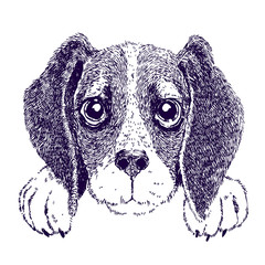 Funny beagle. Sketch vector illustration of puppy