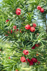 Wall Mural - Taxus baccata European yew is conifer shrub with poisonous and bitter red ripened berry fruits