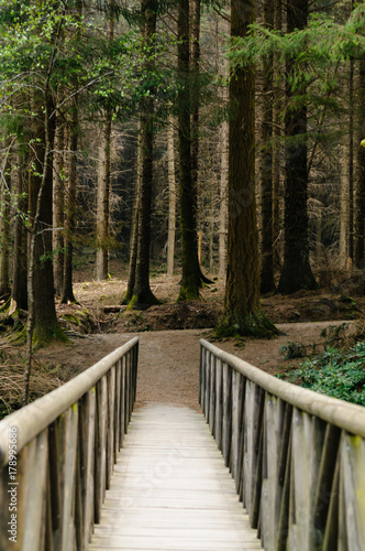 Fotomural Wooden bridge leading to a dark forest of larch trees, as featured in a scene in