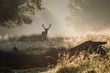 © panifuzja - Portrait of majestic powerful adult red deer stag in Autumn Fall forest