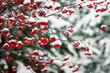 Red berries of mountain ash in the snow for Christmas.