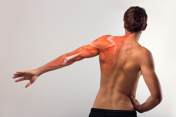 Wall Mural - Back view of human arm and scapula muscle.