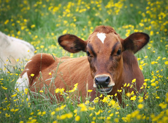 Poster - Cow sat in a field