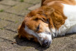 Justing the Kromfohrländer dog sleeping portrait