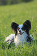 Papillon dog laying on green field