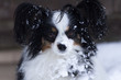 I love snow. Papillon dog with snow