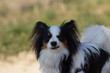 Grrr... Papillon dog showing one of hes little teeth