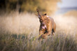 Running funny hunter dog in autumn
