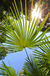 Green leaves of palm trees against the blue sky and bright sun