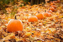 Pumpkins In The Fall