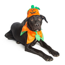 Cute Black Dog In Pumpkin Costume
