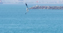 Slow Motion Of Pelicans Diving And Catching Fish At Seal Beach With Ships In The Background, California