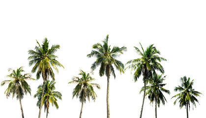 Wall Mural - Coconut tree in the Garden has a lot on white background