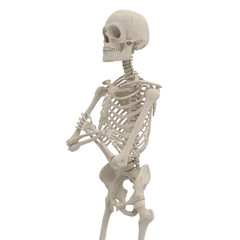 Wall Mural - medical accurate male skeleton standing pose on white. 3D illustration