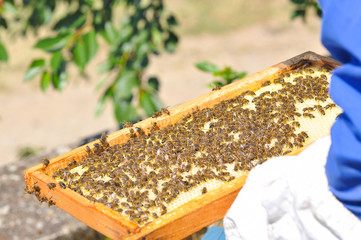 Canvas Print - Beekeeper looking a comb frame and control his bees. Beekeeper is working with bees and beehives on the apiary. 