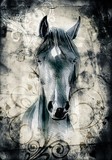 Fototapeta Konie - freehand horse head pencil drawing