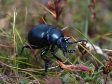 Bloody-nosed Beetle ( Timarcha Tenebricosa )