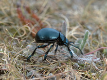 Bloody-nosed Beetle ( Timarcha Tenebricosa )