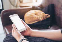 Mockup Image Of A Woman's Hand Holding White Mobile Phone With Blank Screen And A Sleeping Brown Cat In Background