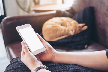 Mockup image of a woman's hand holding white mobile phone with blank screen and a sleeping brown cat in background