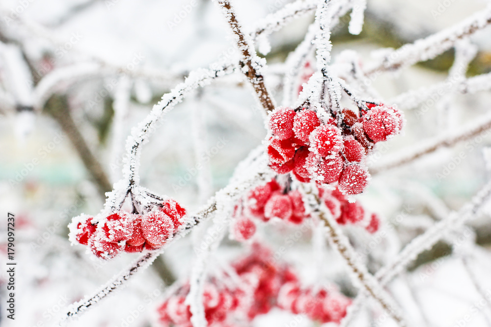 Obraz na płótnie Winter Frozen Viburnum Under Snow. Viburnum In The Snow. First snow. Autumn and snow. Beautiful winter. w salonie