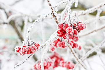 Winter Frozen Viburnum Under Snow. Viburnum In The Snow. First snow. Autumn and snow. Beautiful winter.