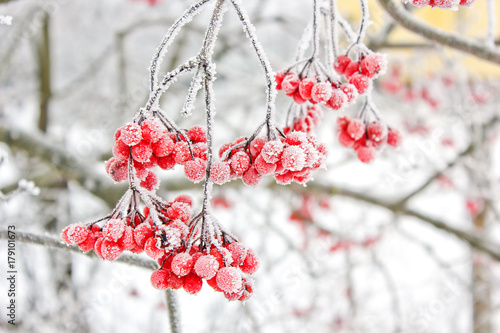 Foto-Schiebegardine ohne Schienensystem - Winter Frozen Viburnum Under Snow. Viburnum In The Snow. First snow. Autumn and snow. Beautiful winter. (von Stasiuk)