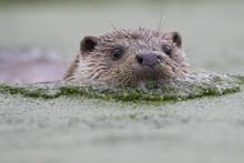 Euroasian Otter Portrait While Eating, Swimming Just Above Water