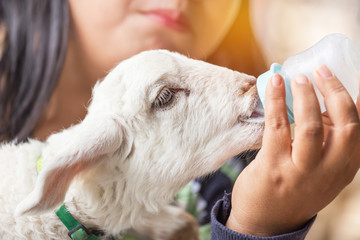 Close up woman feeding milk bottle to little cute white lamb  in farm sheep is animal very popular pet in Thailand. 