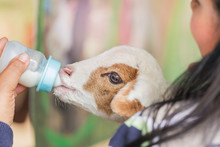 Close Up Woman Feeding Milk Bottle To Little Cute White Lamb  In Farm Sheep Is Animal Very Popular Pet In Thailand. 