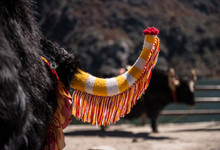 Yak With Colourful Horn Gear At Tsomgo Lake, Sikkim,