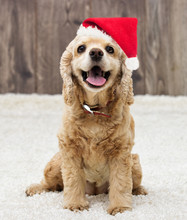 American Cocker Spaniel Dog In The New Year And Christmas Hat