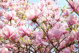 Fototapeta Łazienka - PInk magnolias in full bloom