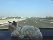 © Artistic Memory - gattino viaggia in macchina