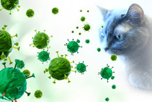 3D Illustration Of The Virus From A Cat Animals