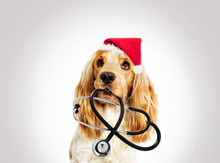 Portrait Vet Dog Spaniel In The New Year And Christmas Hat On A Gray Background