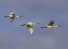 Three Eurasian Spoonbills In Flight On Blue Sky