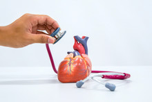 Human Heart Model With Stethoscope
