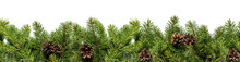 Evergreen Branches On White