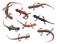Set Of Different Species Of Newts Isolated On White Background. Common Newt (Lissotriton Vulgaris) And Japanese Fire Belly Newt (Cynops Pyrrhogaster)