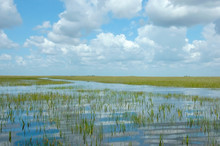 Vast Landscape Vista Of Florida Everglades Marshland Under Blue Sky