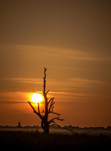 Dead Tree In The Sunset